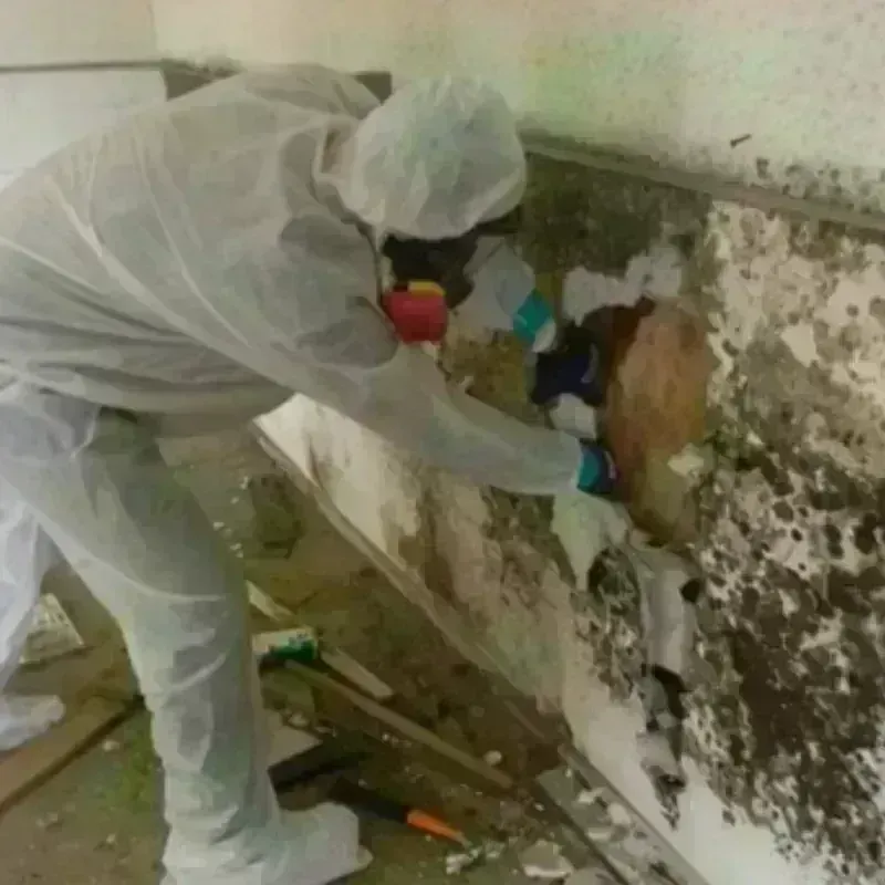 Mold Remediation and Removal in McCone County, MT